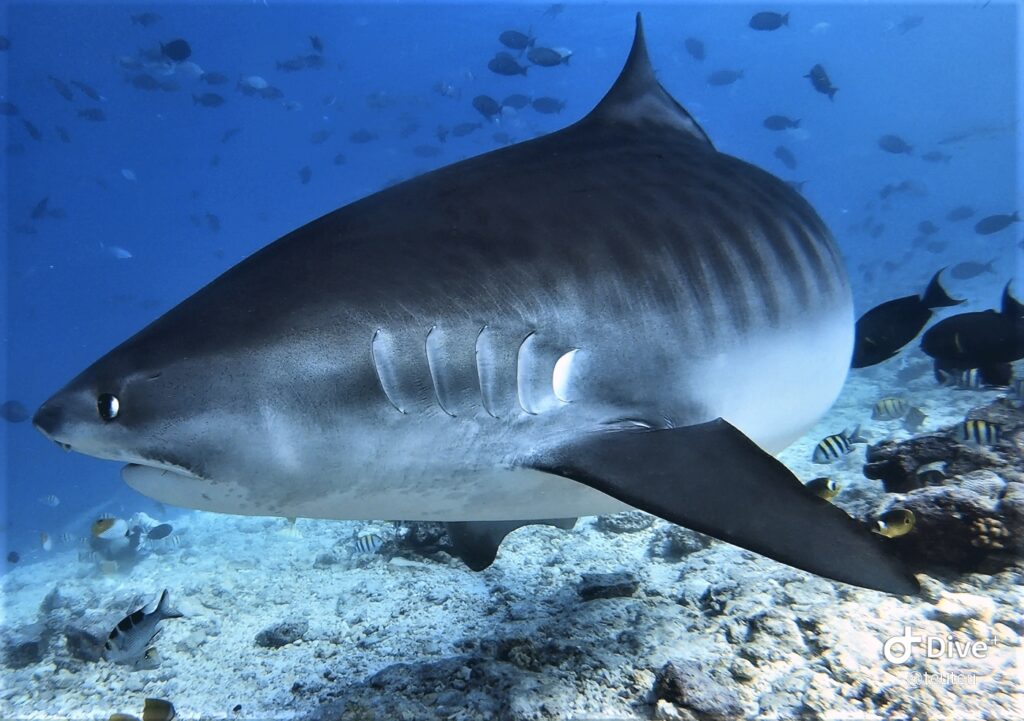 Requin tigre
